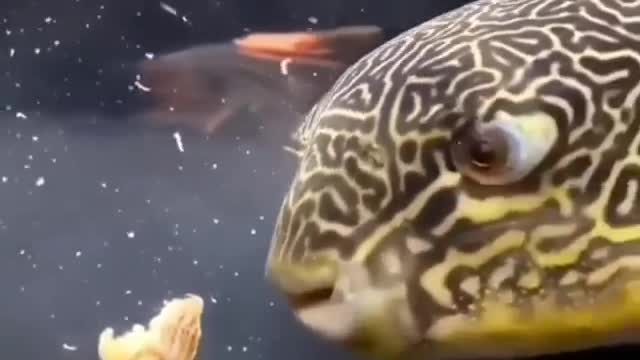 Fish eating crabs