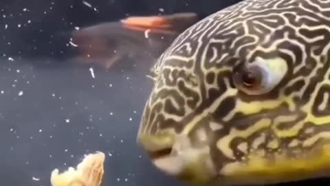 Fish eating crabs