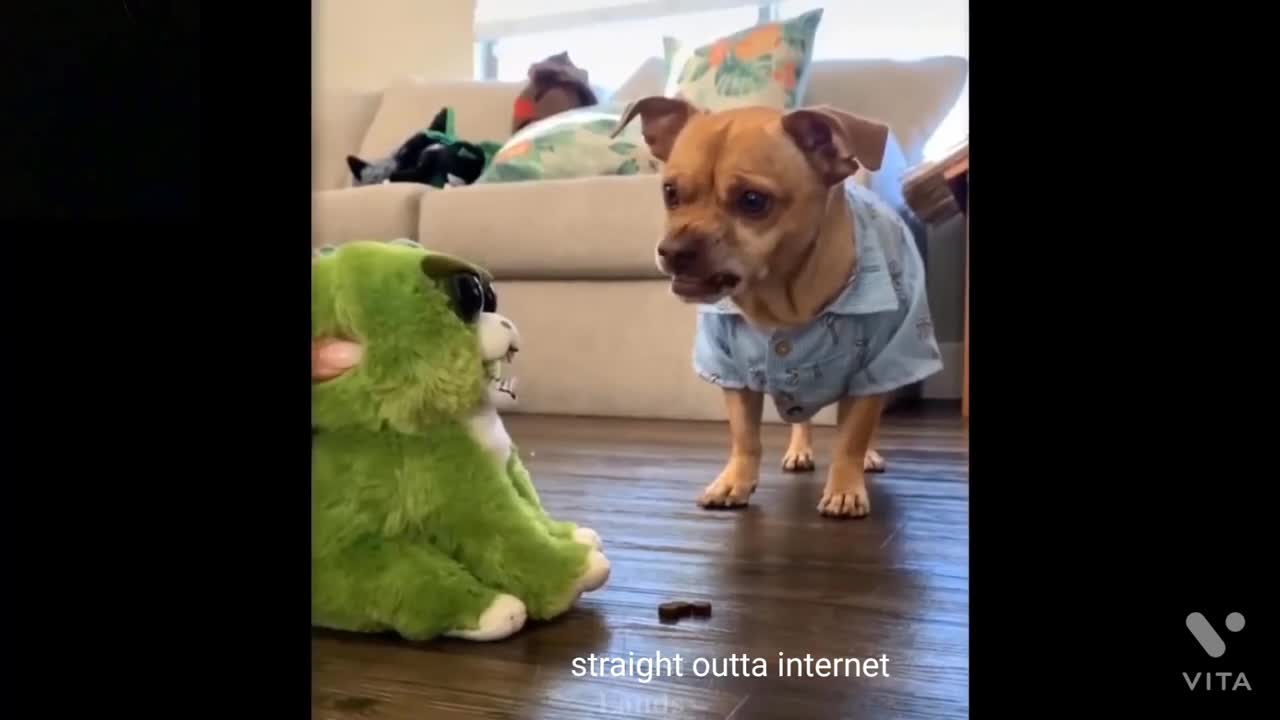 Funny cats and dogs