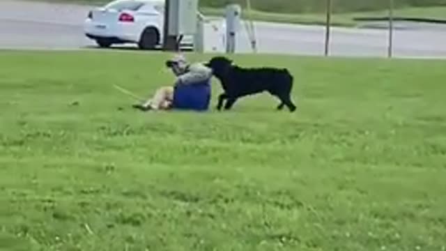 Dog training funny Dog 😂