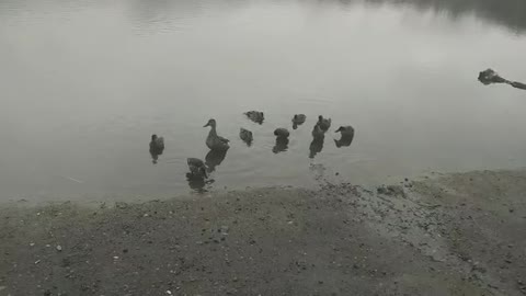 Ducks and dog