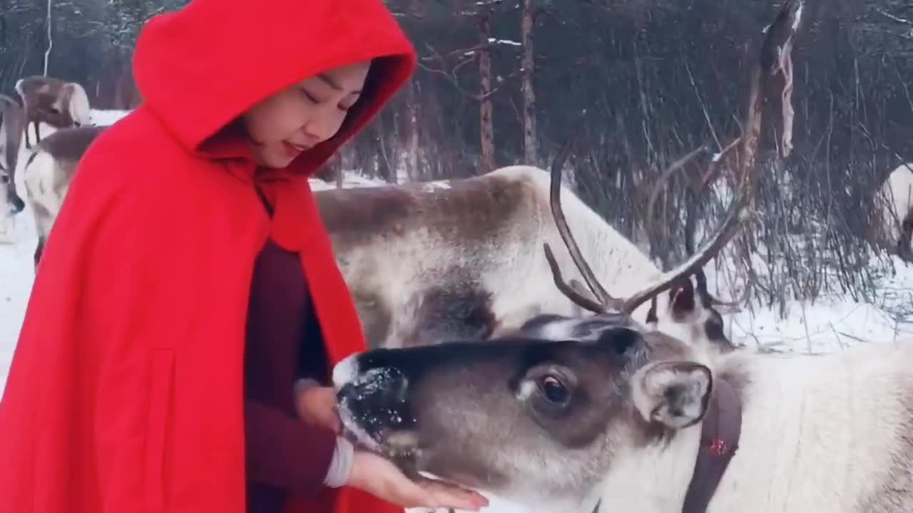 A girl in red cap feeding reindeers