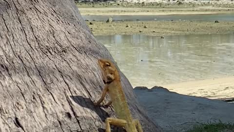 Lagartixa esta no sossego