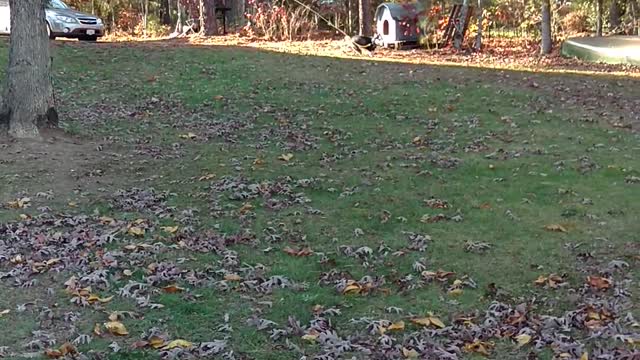 Chrono the husky doing zoomies