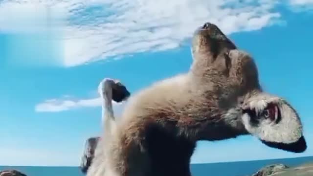 Animal Moment