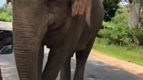 Elephant short video