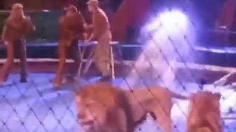 Circus Chaos: Lion Turns on Trainer 🦁🎪😱