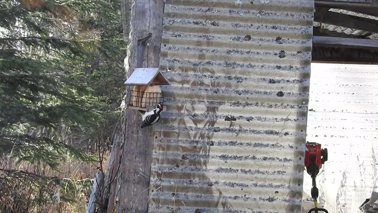 Godzilla the Woodpecker