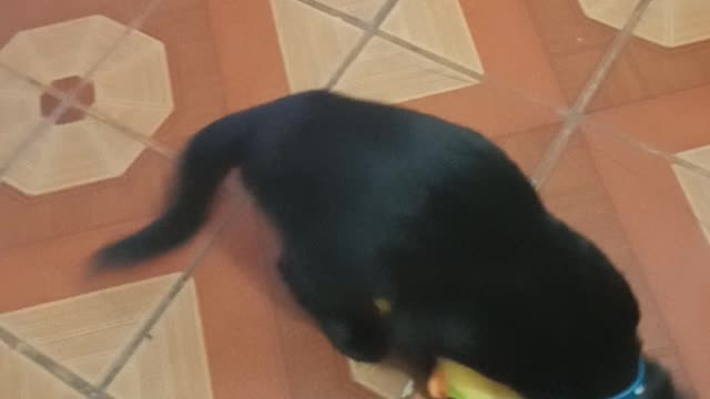 Gato com o patinho de pelúcia