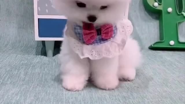 Cute And Funny Pomeranian