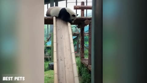 Aww Funny And Cute Panda Compilation Best Pets Video 2020