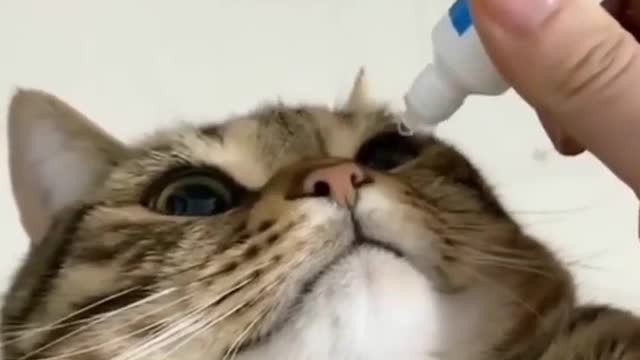 Cat funny video part-19