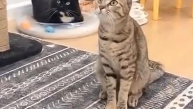 Funny videos Funny Catsand Dogs Try not to laugh