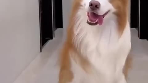 funny dog dancing #funnydogs #funnyshorts #funnypets #dancingdog #dogs