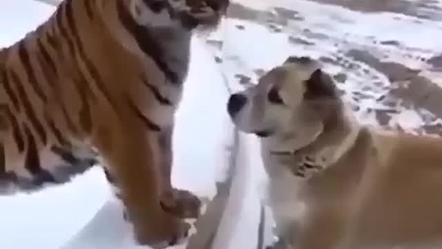 Tiger Vs Dog