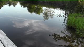 Spider walking on water gets attacked by fish