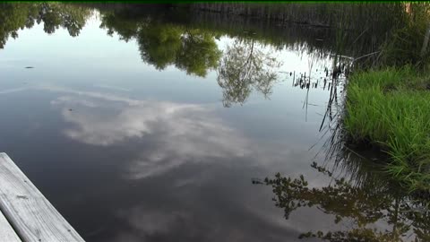 Spider walking on water gets attacked by fish