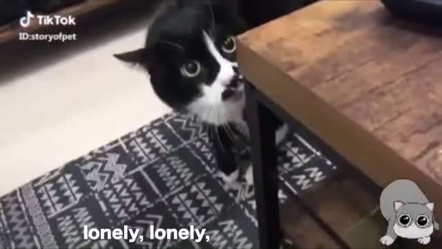 Cats who speak english better than hoomans