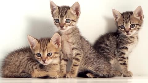 Cute Cats #PickUp