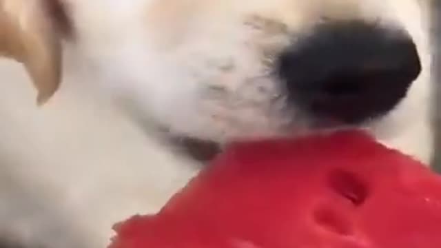 CUTEST DOG EATS WATERMELON!!!