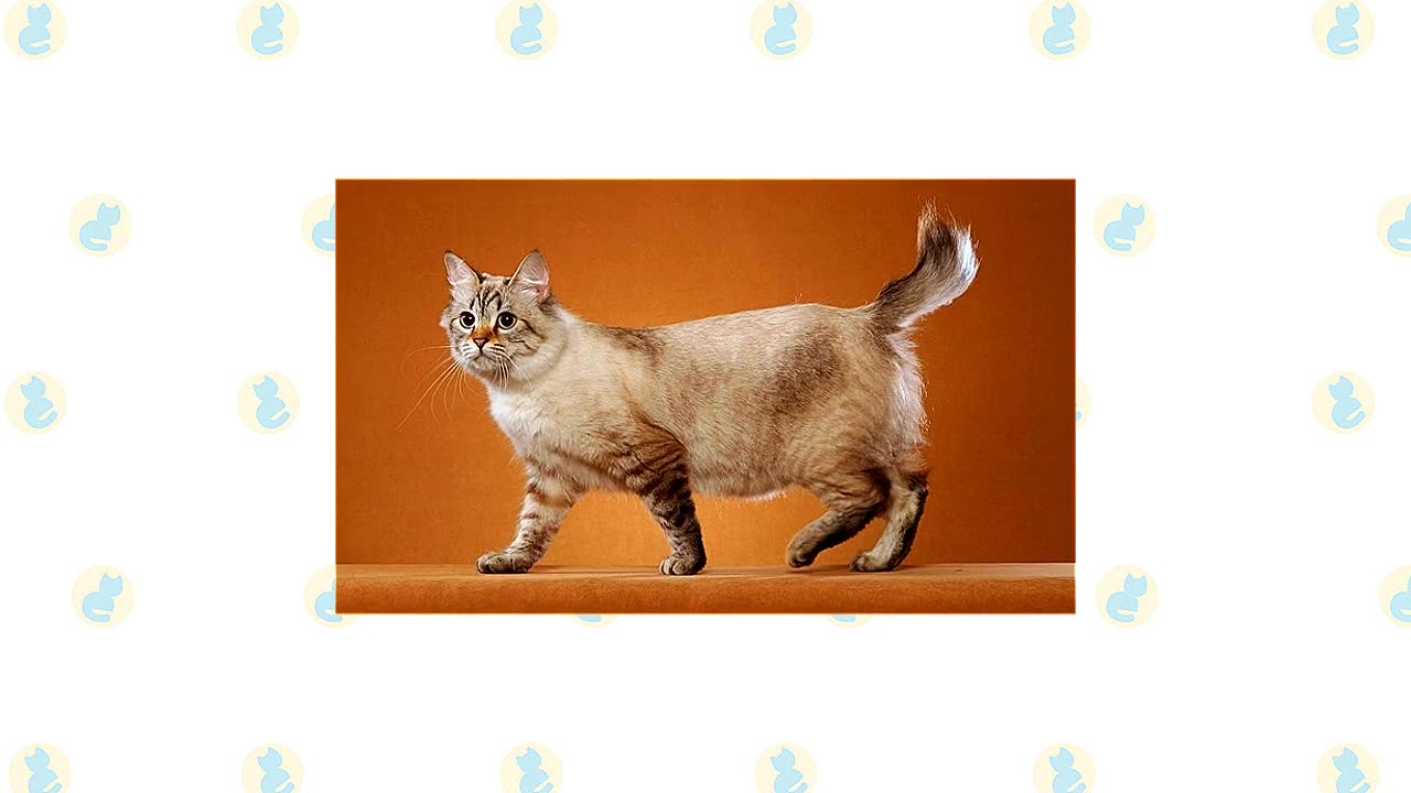 Japanese Bobtail Cat VS. American Bobtail Cat