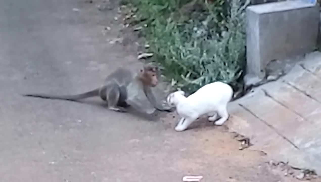 Cat vs monkey fighting video