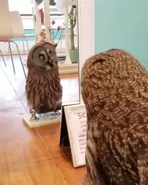 Owl Rotates Head Looking at Their Mirror Image l