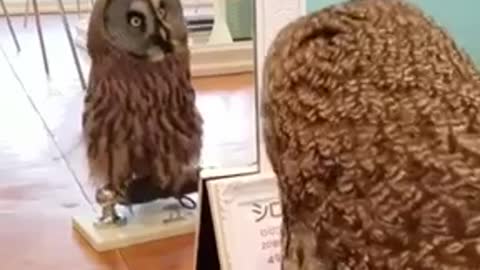 Owl Rotates Head Looking at Their Mirror Image l