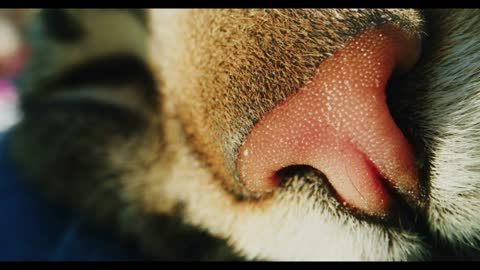Close up shot of a cat's head in the garden