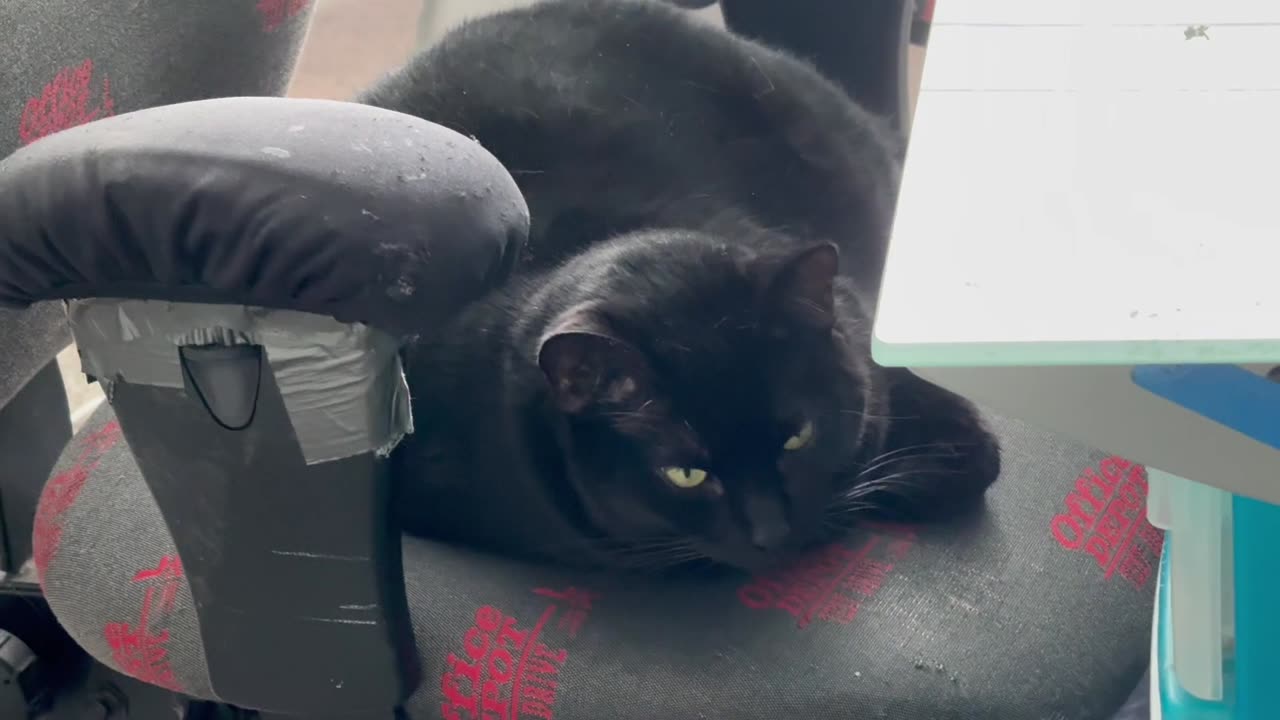 Adopting a Cat from a Shelter Vlog - Cute Precious Piper is Tired at the End of a Long Work Day