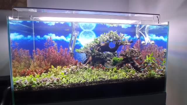 Nice Aquariums - 3