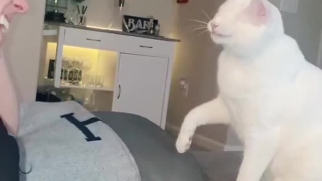 Cute and Funny Cat Videos Compilation - PART 14