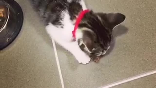 Cat with red collar eating food