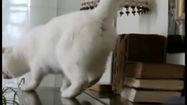 Cat laugh or not just see