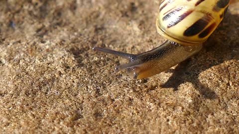 snail parading