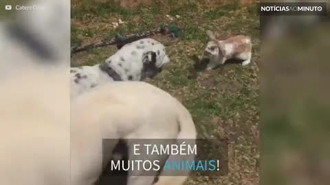 Fofinhos e saltitantes: este vídeo de coelhos vai deixar seu dia mais feliz