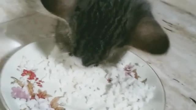 Kitten eating rice