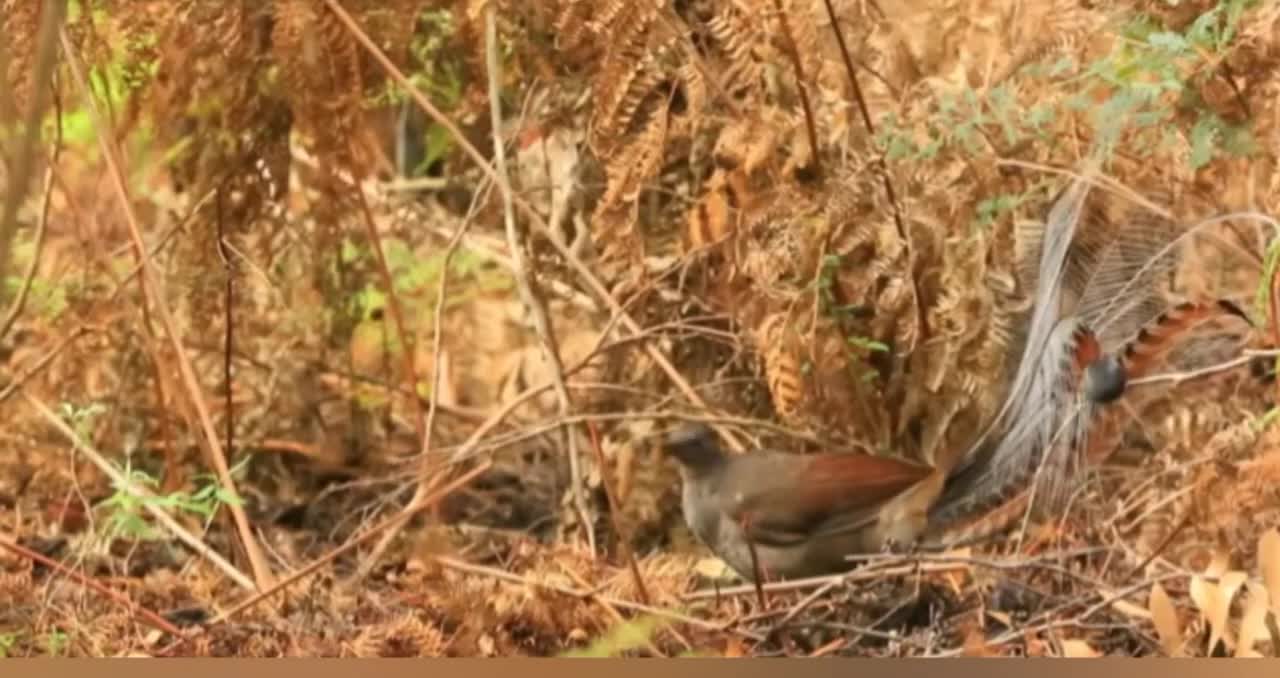 The Miracles of the Birds of paradise