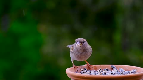 Beautiful sparrow bird