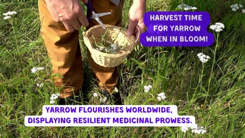 YARROW HERBAL PLANT Nature's Healing Power