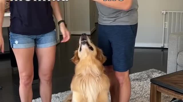 Dog favorite parent challenge!