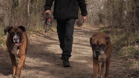 PHYSIOTHERAPY FOR DOGS AND CATS.