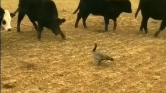 不思議な神のフォースを使うグース