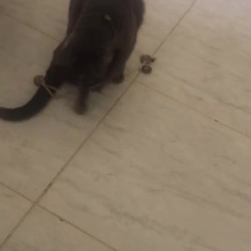 Essa é a minha gatinha Pan / This is my kitty Pan