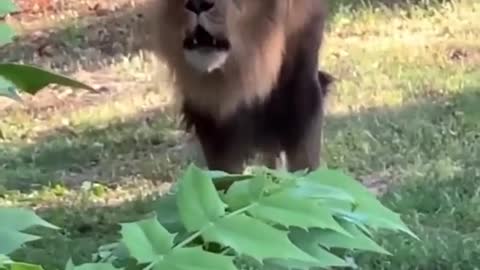 Lion Super Roar