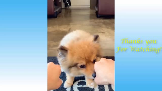 Cute Pets And Funny Animals Compilation try not to laugh videos today