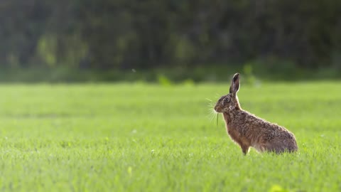 bunny