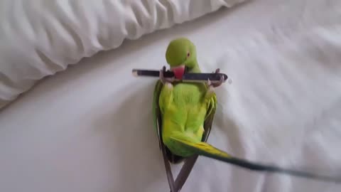 Indian Ringneck Playing On His Back