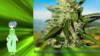 Auto Carpathian Mazar – Carpathian Seeds