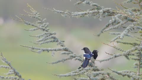 Love bird || Making love